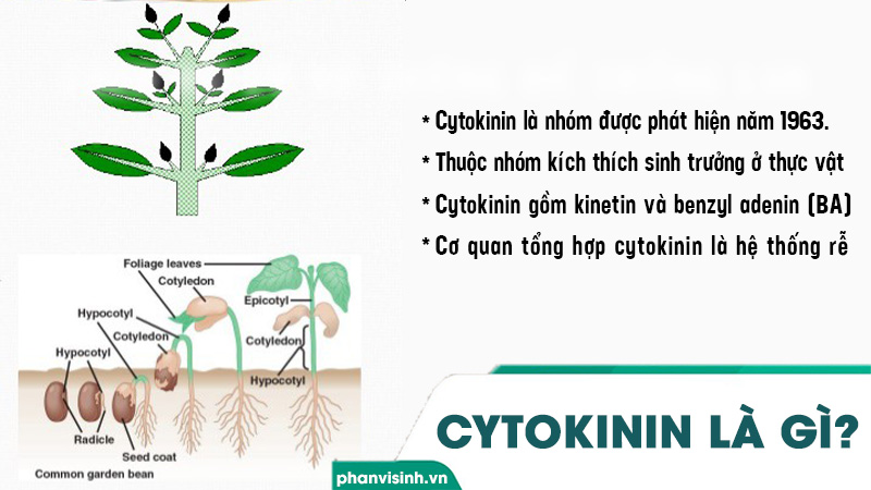 Cytokinin Có Vai Trò Gì? Khám Phá Tác Động Kỳ Diệu Của Hormone Thực Vật