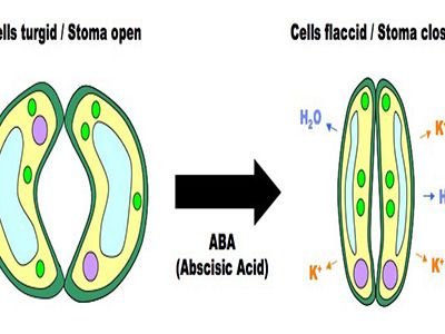 Abxixic (ABA) - Acid Abscisic (Chất ức chế sinh trưởng)
