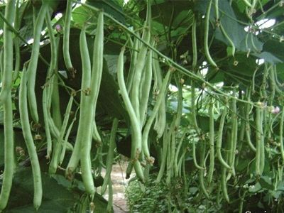 Kỹ thuật trồng đậu cove leo theo tiêu chuẩn VietGAP