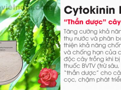 Kéo dài thời gian cây ra hoa được bền lâu nhờ “thần dược Cytokinin DA6”