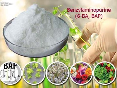 Giới thiệu hoạt chất: Benzylaminopurine (6-BA, BAP)