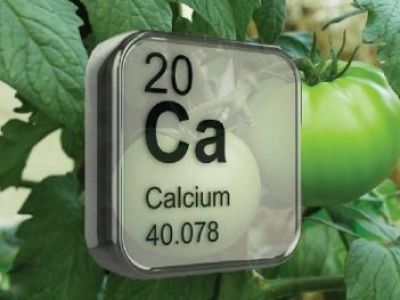 Canxi (Ca) - Calcium