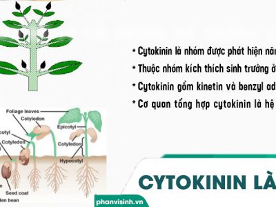 Xitôkinin - Cytokinin