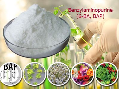 Xytokinin - 6 BA (Benzylaminopurine 6BA)
