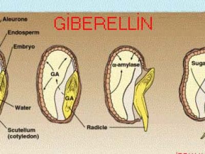 Gibberellin (GA)