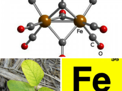 Dinh dưỡng vi lượng sắt: khả năng hấp thụ sắt ở thực vật