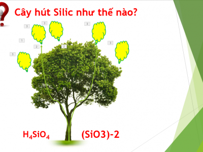 Vai trò của Silic đối với cây trồng - Phần 2: Silic trong cây